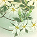 Chiharu Nakamura Gallery